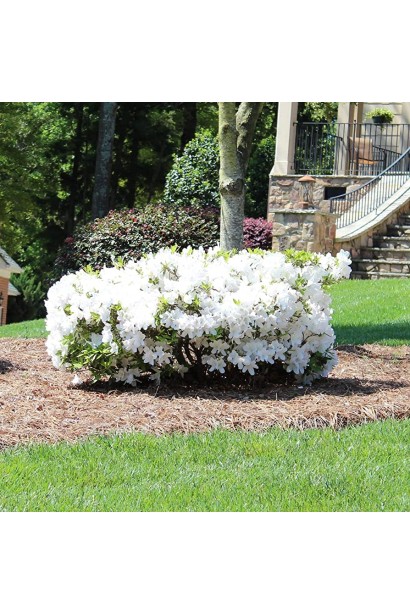 Рододендрон Pure White розмір